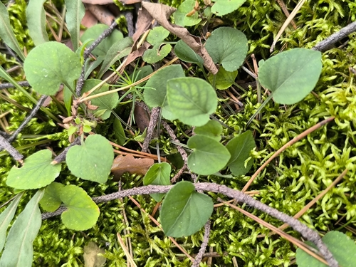 Viola rupestris, photograph 1