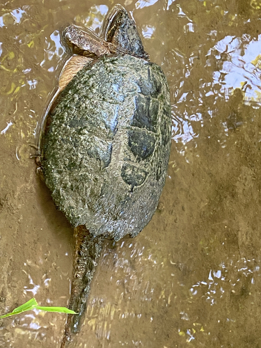 Common Snapping Turtle
