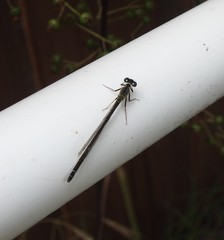 Ischnura denticollis