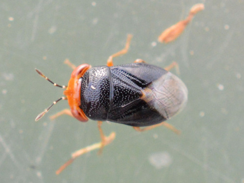 Geocoris erythrocephalus