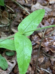 Penstemon tenuiflorus
