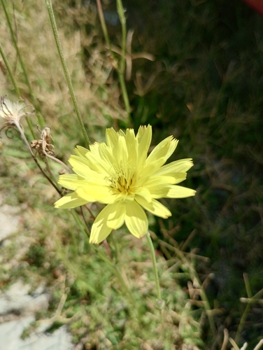 Pyrrhopappus pauciflorus observed 2026-08-29
