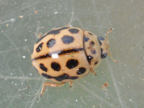 16-spot Ladybird