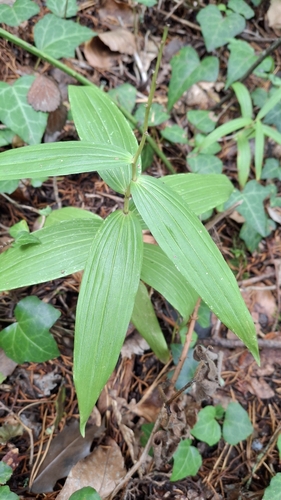 Cephalanthera longifolia, photograph 5