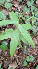 (c) Carminda Santos, some rights reserved (CC BY) Cephalanthera longifolia, photograph (c) Carminda Santos, some rights reserved (CC BY)