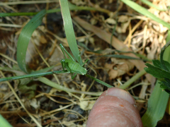 Platylyra californica