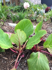 Bergenia