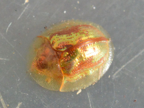 Cassida subreticulata