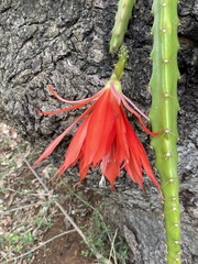 Disocactus speciosus