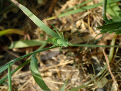 Platylyra californica