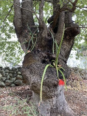 Disocactus speciosus