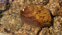 Aculamprotula coreana