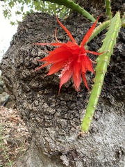 Disocactus speciosus