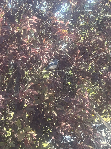 Blue Jay