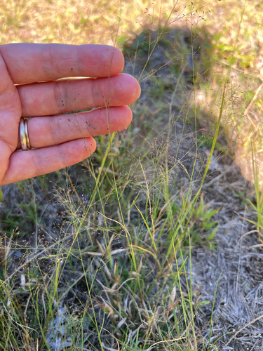Muhlenbergia uniflora, 2026-08-29