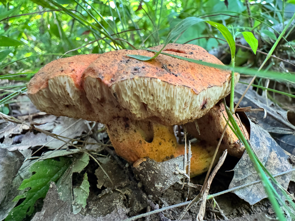 Burnt-orange Bolete · August 2026 · photo: Photo: (c) Annie Weissman, some rights reserved (CC BY) · iNaturalist