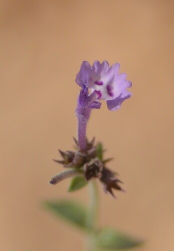 Nepeta cilicia