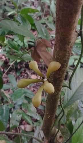 Anaxagorea dolichocarpa