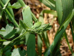 Platylyra californica