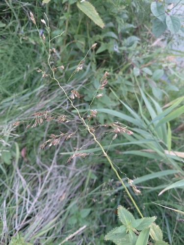 rice cutgrass