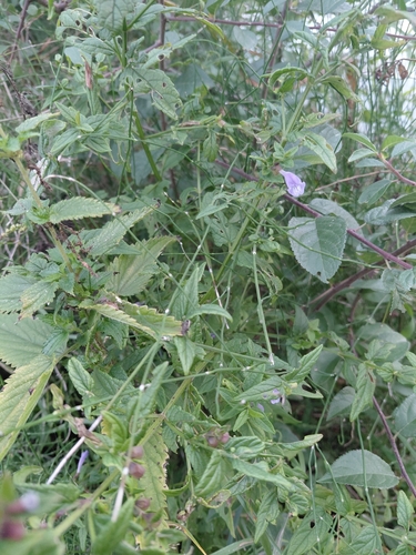 Marsh Skullcap