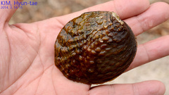 Aculamprotula coreana