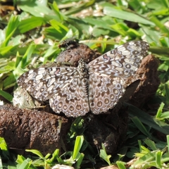Hamadryas feronia feronia