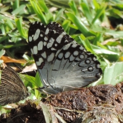 Hamadryas feronia feronia