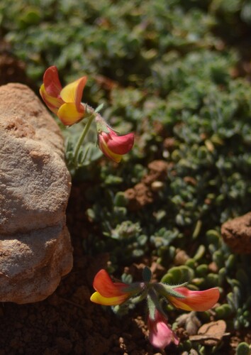 Alpine Bird's-Foot Trefoil