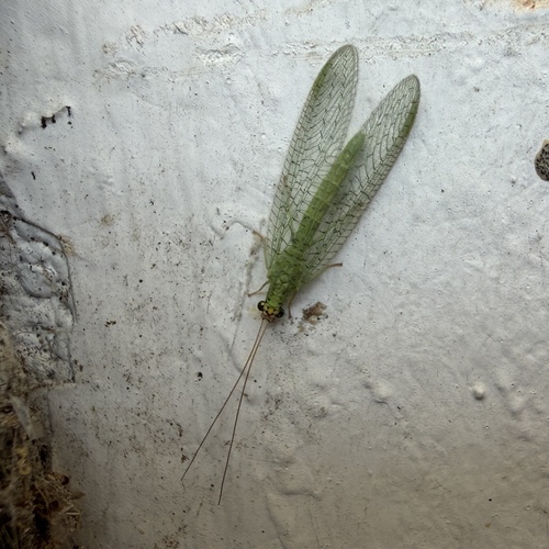 Golden-eyed Lacewing