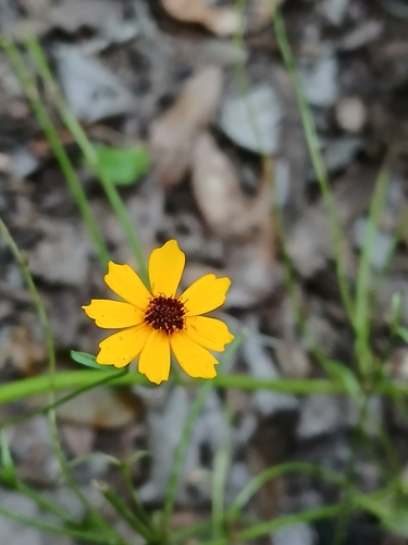 Coreopsis leavenworthii, photograph 2