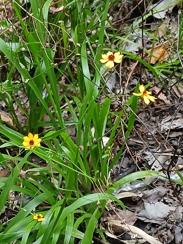 Coreopsis leavenworthii, photograph 3