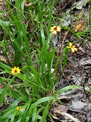 Coreopsis leavenworthii, photograph (c) xanderferret, some rights reserved (CC BY)
