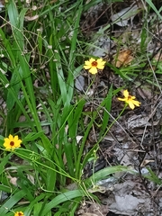 Coreopsis leavenworthii, photograph (c) xanderferret, some rights reserved (CC BY)