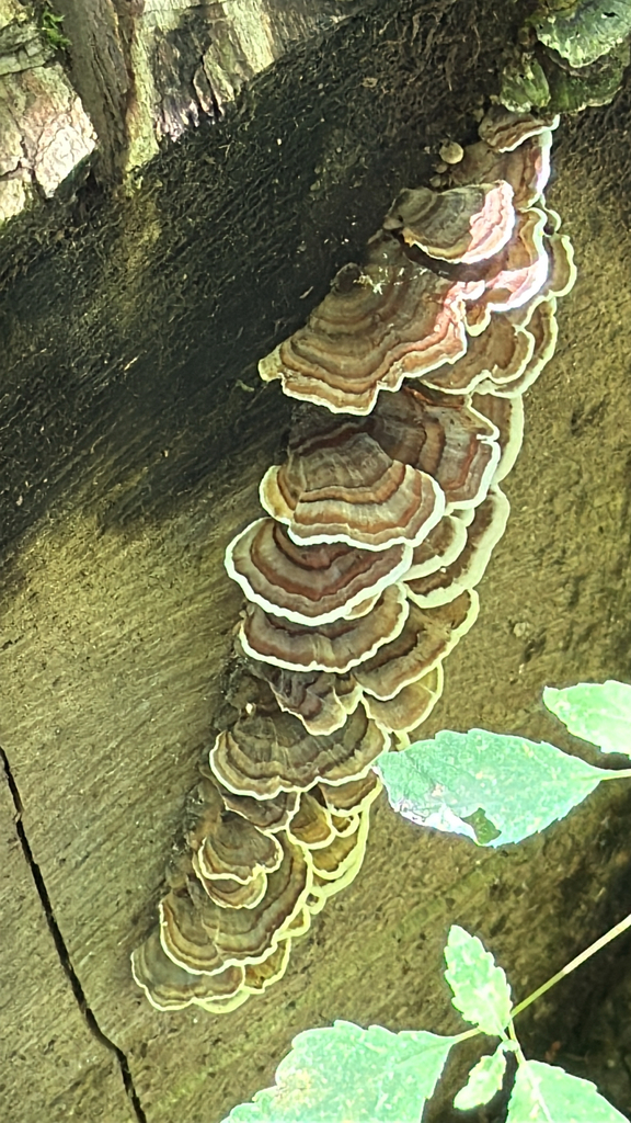 turkey-tail · August 2026 · photo: Photo: (c) nebrooks, some rights reserved (CC BY) · iNaturalist