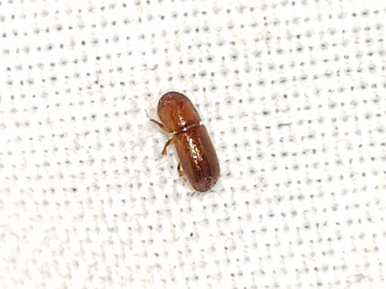Ambrosia beetle