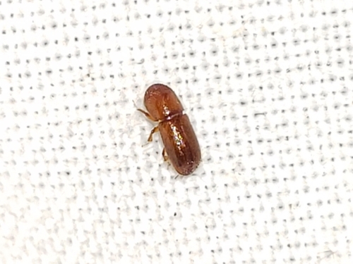 Ambrosia beetle