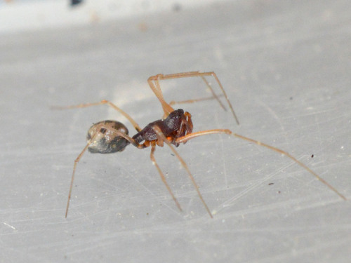 Cresmatoneta mutinensis