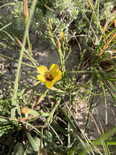 plains flax