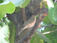 Turdus grayi