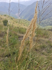 Achnatherum calamagrostis