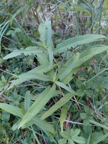 water smartweed
