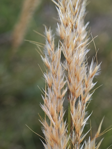 Achnatherum calamagrostis, photograph 2