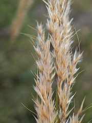 Achnatherum calamagrostis, photograph author not stated, no rights reserved