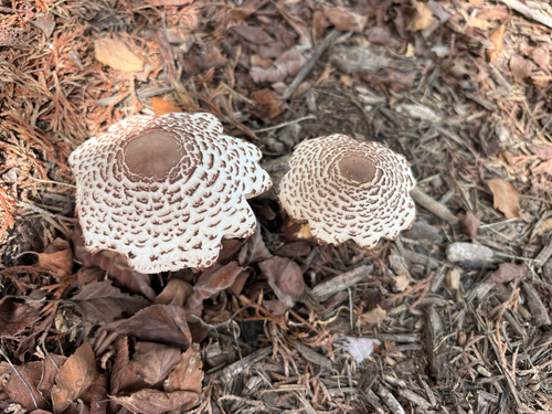 reddening lepiota