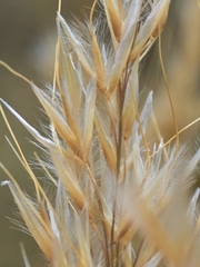 Achnatherum calamagrostis, photograph author not stated, no rights reserved