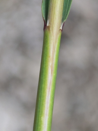 Achnatherum calamagrostis, photograph 4