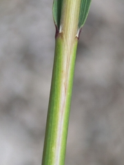 Achnatherum calamagrostis, photograph author not stated, no rights reserved