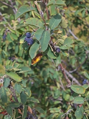 author not stated, no rights reserved Amelanchier ovalis, photograph author not stated, no rights reserved