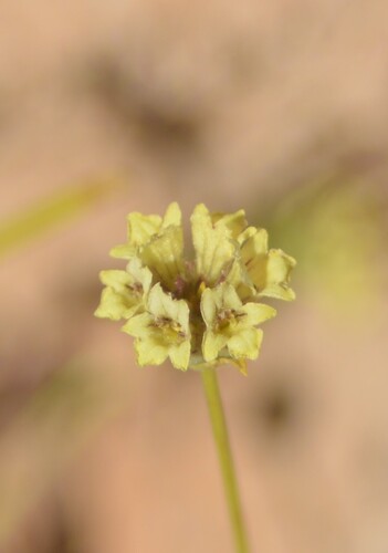 Lebanon Ironwort